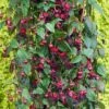 Fuchsia 'Lady In Black' (Climbing) -Garden Whisper Shop FUCH V17441 A h
