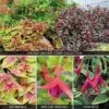 Fuchsia 'Ground Cover Collection' 2 Fuchsia 'Ground Cover Collection' -Garden Whisper Shop FUCH V17696 A h