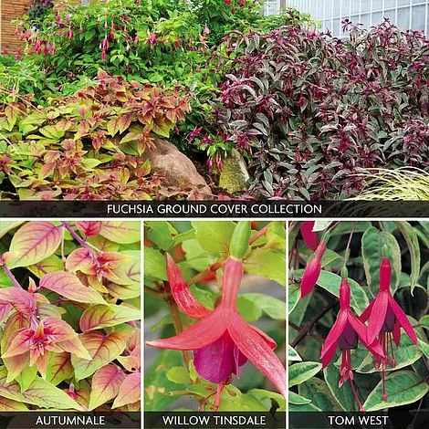 Fuchsia 'Ground Cover Collection' 3 Fuchsia 'Ground Cover Collection'