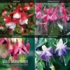 Fuchsia 'Hardy Collection' -Garden Whisper Shop FUCH VKA4047 A