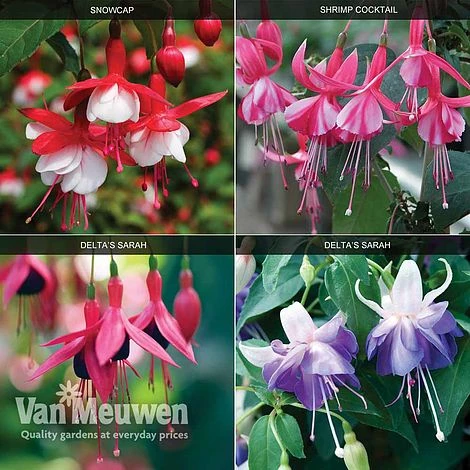 Fuchsia 'Hardy Collection' 3 Fuchsia 'Hardy Collection'