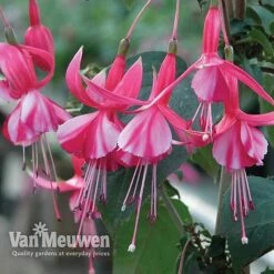 Fuchsia 'Hardy Collection' 9 Fuchsia 'Hardy Collection' -Garden Whisper Shop FUCH VKA4047 C