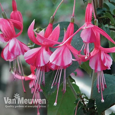 Fuchsia 'Hardy Collection' 5 Fuchsia 'Hardy Collection' - Image 3