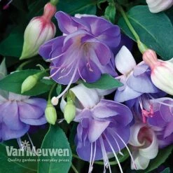 Fuchsia 'Hardy Collection' 10 Fuchsia 'Hardy Collection' -Garden Whisper Shop FUCH VKA4047 D