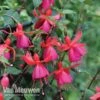 Fuchsia 'Pink Fizz' -Garden Whisper Shop FUCH VKA7817 B