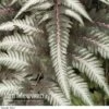 Fantastic Fern 'Pewter Lace' 1 Fantastic Fern 'Pewter Lace' -Garden Whisper Shop Fern Pewter Lace
