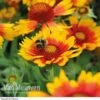 Gaillardia 'Arizona Sun' -Garden Whisper Shop GAIL V17402 A h