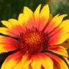 Gaillardia X Grandiflora 'Kobold' 1 Gaillardia X Grandiflora 'Kobold' -Garden Whisper Shop GAIL V59600 A h