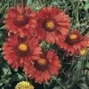 Gaillardia Aristata 'Burgundy' -Garden Whisper Shop GAIL V65380 A h