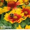 Gaillardia Aristata 'Arizona Sun' -Garden Whisper Shop GAIL v65378 B