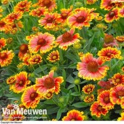 Gaillardia Aristata 'Arizona Sun' -Garden Whisper Shop GAIL v65378 C