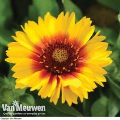 Gaillardia Aristata 'Arizona Sun' -Garden Whisper Shop GAIL v65378 F