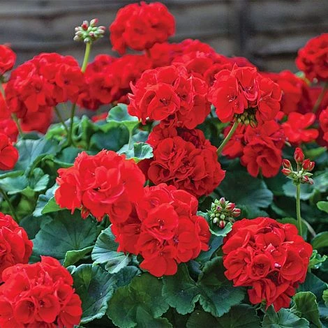 Garden Ready Summer Saver Collection 5 Garden Ready Summer Saver Collection - Image 3