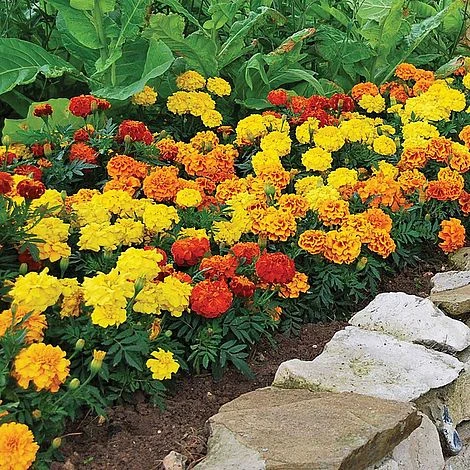 Garden Ready Summer Saver Collection 4 Garden Ready Summer Saver Collection - Image 2