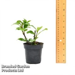 Gardenia 'Crown Jewels' 13 Gardenia 'Crown Jewels' -Garden Whisper Shop GARD CROWNJ9CM T44317