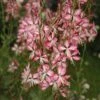 Gaura Lindheimeri 'Rosyjane' -Garden Whisper Shop GAUR V58990 A h