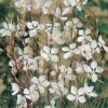 Gaura Lindheimeri 1 Gaura Lindheimeri -Garden Whisper Shop GAUR V65394 A h