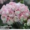 Geranium 'Appleblossom' -Garden Whisper Shop GERA T17214 A2