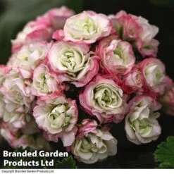 Geranium 'Appleblossom' -Garden Whisper Shop GERA T17214 C1