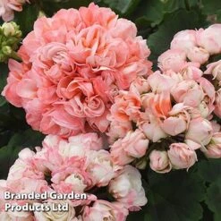 Geranium 'Appleblossom' -Garden Whisper Shop GERA T17214 E