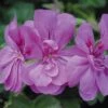 Geranium 'Amelit' 2 Geranium 'Amelit' -Garden Whisper Shop GERA V58742 A h