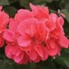 Geranium 'Apricot' -Garden Whisper Shop GERA V58744 A h