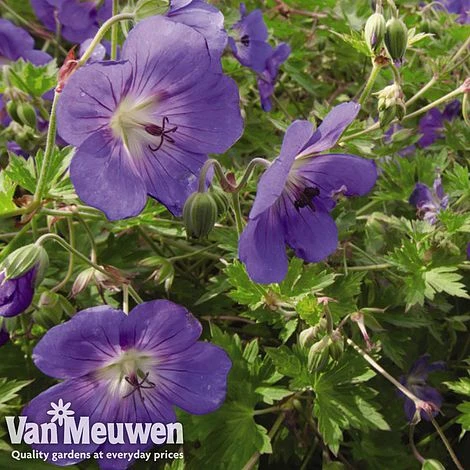 Geranium 'Brookside' 4 Geranium 'Brookside' - Image 2