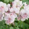 Geranium Cantabrigiense 'Biokovo' 1 Geranium Cantabrigiense 'Biokovo' -Garden Whisper Shop GERA V65400 A h