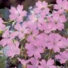 Geranium Oxonianum 'Claridge Druce' -Garden Whisper Shop GERA V65410 A h