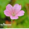 Geranium Oxonianum 'Wargrave Pink' 1 Geranium Oxonianum 'Wargrave Pink' -Garden Whisper Shop GERA V65414 A1