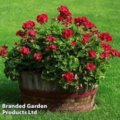 Giant Geranium Bumper Collection 14 Giant Geranium Bumper Collection -Garden Whisper Shop GERA GRANDVIOL L41307