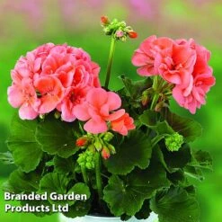 Giant Geranium Bumper Collection 12 Giant Geranium Bumper Collection -Garden Whisper Shop GERA GRCLSALMO S04734