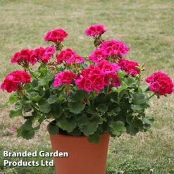 Giant Geranium Bumper Collection 11 Giant Geranium Bumper Collection -Garden Whisper Shop GERA POWERVIOL S14646