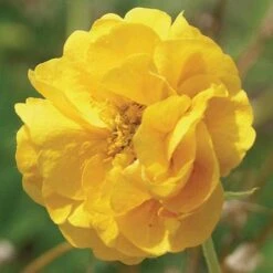 Geum 'Double Sunrise'