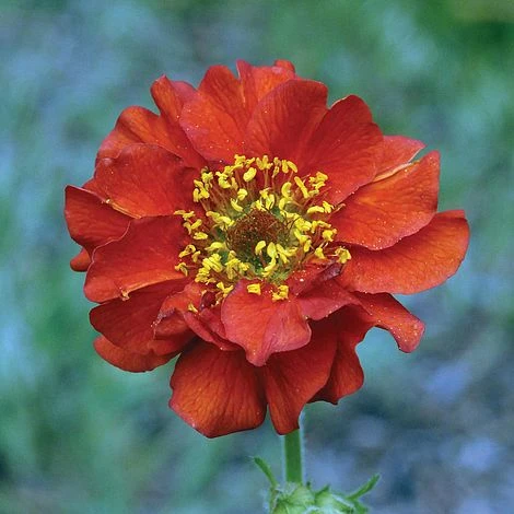 Geum 'Mrs J. Bradshaw' 3 Geum 'Mrs J. Bradshaw'