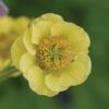 Geum 'Banana Daiquiri' (Cocktails Series) -Garden Whisper Shop GEUM V63448 A h