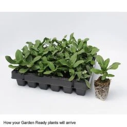 Wallflower 'Sugar Rush' Mix -Garden Whisper Shop GardenReadyArrive2