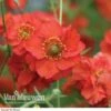 Geum 'Blazing Sunset' -Garden Whisper Shop Geum Blazing Sunset