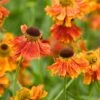 Helenium 'Moerheim Beauty' -Garden Whisper Shop HELE V59134 A h