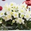 Hellebore 'Christmas Rose' -Garden Whisper Shop HELL 68165 A