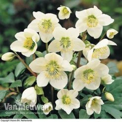 Hellebore 'Christmas Rose' -Garden Whisper Shop HELL 68165 B