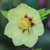 Hellebore 'Single Gold Red' 1 Hellebore 'Single Gold Red' -Garden Whisper Shop HELL V59142 A h