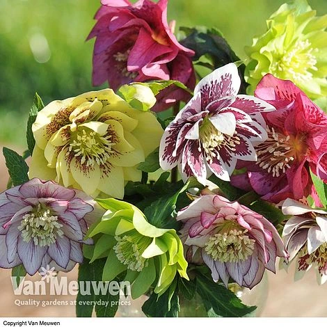 Hellebore 'Breeder's Mix' 3 Hellebore 'Breeder's Mix'