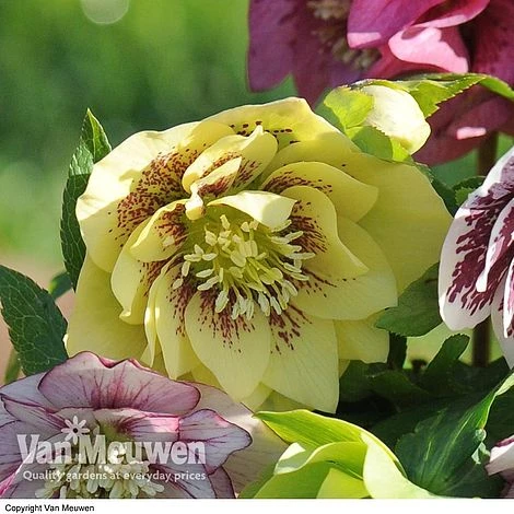 Hellebore 'Breeder's Mix' 5 Hellebore 'Breeder's Mix' - Image 3