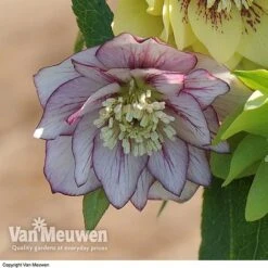Hellebore 'Breeder's Mix' 10 Hellebore 'Breeder's Mix' -Garden Whisper Shop HELL V78559 D