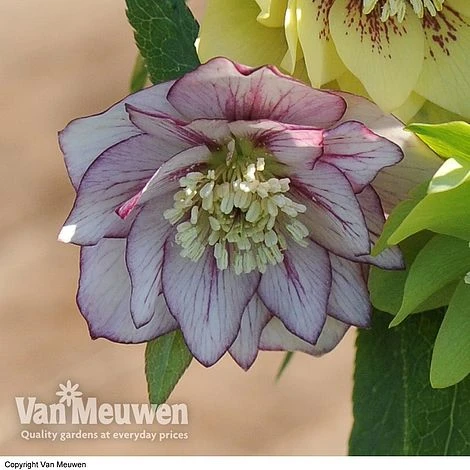 Hellebore 'Breeder's Mix' 6 Hellebore 'Breeder's Mix' - Image 4