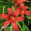 Daylily 'Crimson Pirate' -Garden Whisper Shop HEME V59612 A