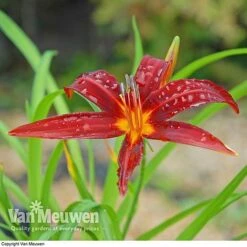 Daylily 'Crimson Pirate' -Garden Whisper Shop HEME V59612 C