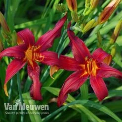 Daylily 'Crimson Pirate' -Garden Whisper Shop HEME V59612 D