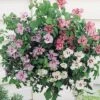 Hibiscus 'Tricolour' (Standard) -Garden Whisper Shop HIBI 64510VB A h
